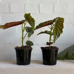 THE PLANT SOCIETY Easy Care Plants Pink Flowering Polka Dot Begonia (Begonia Maculata)