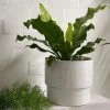 THE PLANT SOCIETY Bird's Nest Fern (Asplenium Nidus)
