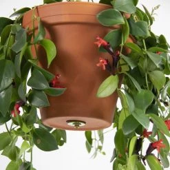 THE PLANT SOCIETY Hanging Planters Bolty Hanging System By Botanopia