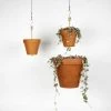 THE PLANT SOCIETY Hanging Planters Bolty Hanging System By Botanopia