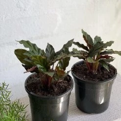 THE PLANT SOCIETY Velvet Calathea (Calathea Rufibarba)