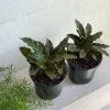 THE PLANT SOCIETY Velvet Calathea (Calathea Rufibarba)