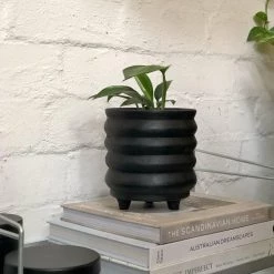 THE PLANT SOCIETY Dragon Tail Plant (Epipremnum Pinnatum) Easy Care Plants