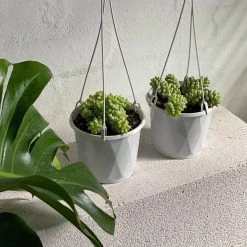 THE PLANT SOCIETY Donkey's Tail (Sedum Morganianum 'Burrito') Balcony & Courtyard Plants