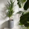 THE PLANT SOCIETY Dragon Tree (Dracaena Marginata) Easy Care Plants 2 THE PLANT SOCIETY Dragon Tree (Dracaena Marginata) Easy Care Plants