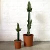 THE PLANT SOCIETY Balcony & Courtyard Plants African Milk Tree (Euphorbia Assorted)