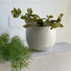 THE PLANT SOCIETY Bower Planter In White By Evergreen Collective Medium Planters