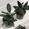 THE PLANT SOCIETY Balcony & Courtyard Plants Rubber Plant (Ficus Elastica 'Decora')