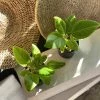 THE PLANT SOCIETY Medium Care Plants Ficus Lemon Lime (Ficus Elastica 'Lemon Lime')