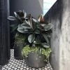 THE PLANT SOCIETY Balcony & Courtyard Plants Rubber Plant (Ficus Elastica 'Burgundy')