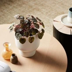 THE PLANT SOCIETY Charcoal Finch Planter By Evergreen Collective