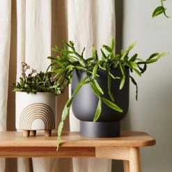 THE PLANT SOCIETY Charcoal Finch Planter By Evergreen Collective