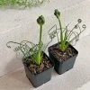 THE PLANT SOCIETY Easy Care Plants Frizzle Sizzle (Albuca Spiralis)