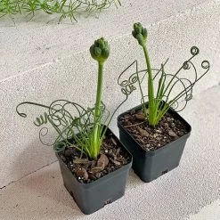THE PLANT SOCIETY Easy Care Plants Frizzle Sizzle (Albuca Spiralis)