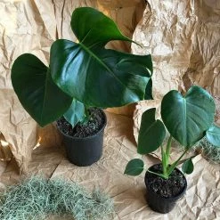 THE PLANT SOCIETY Fruit Salad Plant (Monstera Deliciosa)