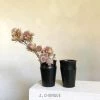 THE PLANT SOCIETY Satin Black Heirloom Vases By Alison Frith All Planters 2 THE PLANT SOCIETY Satin Black Heirloom Vases By Alison Frith All Planters
