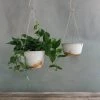 THE PLANT SOCIETY Hanging Planters Glacier Brass Hanging Planter By Leaf & Thread 2 THE PLANT SOCIETY Hanging Planters Glacier Brass Hanging Planter By Leaf & Thread