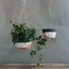 THE PLANT SOCIETY Hanging Planters Landscape Brass Hanging Planter By Leaf & Thread 1 THE PLANT SOCIETY Hanging Planters Landscape Brass Hanging Planter By Leaf & Thread