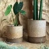 THE PLANT SOCIETY Caramello Planter By Jenn Johnston All Planters