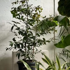 THE PLANT SOCIETY Kauri Pine (Agathis Robusta)