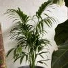 THE PLANT SOCIETY Kentia Palm (Howea Forsteriana) Easy Care Plants 2 THE PLANT SOCIETY Kentia Palm (Howea Forsteriana) Easy Care Plants