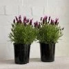 THE PLANT SOCIETY Lavender Purple