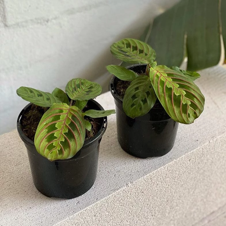 THE PLANT SOCIETY Red-veined Prayer Plant (Maranta Leuconeura) 3 THE PLANT SOCIETY Red-veined Prayer Plant (Maranta Leuconeura)