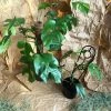 THE PLANT SOCIETY Mini Monstera (Rhaphidophora Tetrasperma) 1 THE PLANT SOCIETY Mini Monstera (Rhaphidophora Tetrasperma)