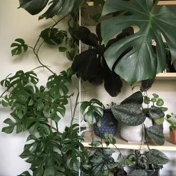 THE PLANT SOCIETY Mini Monstera (Rhaphidophora Tetrasperma)