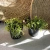 THE PLANT SOCIETY Mistletoe Cactus (Rhipsalis) Balcony & Courtyard Plants