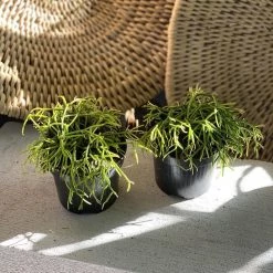 THE PLANT SOCIETY Mistletoe Cactus (Rhipsalis) Balcony & Courtyard Plants