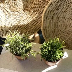 THE PLANT SOCIETY Mistletoe Cactus (Rhipsalis) Balcony & Courtyard Plants