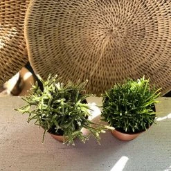 THE PLANT SOCIETY Mistletoe Cactus (Rhipsalis) Balcony & Courtyard Plants