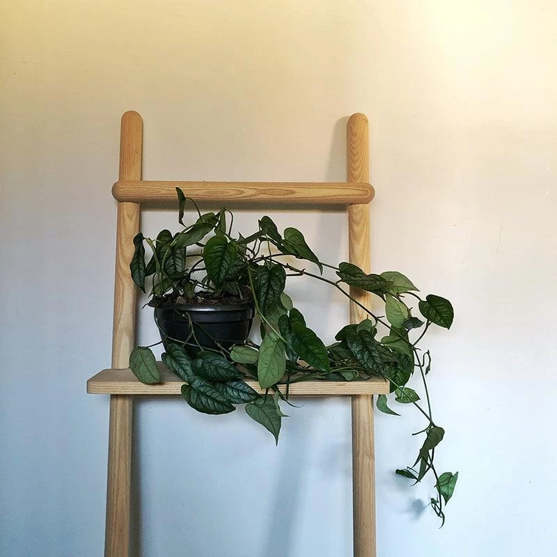 THE PLANT SOCIETY Swiss Cheese Plant (Monstera Siltepecana) All Plants 5 THE PLANT SOCIETY Swiss Cheese Plant (Monstera Siltepecana) All Plants