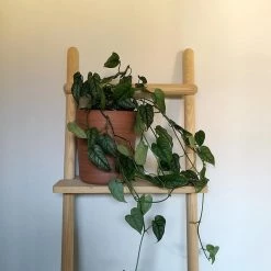 THE PLANT SOCIETY Swiss Cheese Plant (Monstera Siltepecana) All Plants