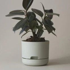 THE PLANT SOCIETY Small Planters Self Watering Planter 170mm By Mr Kitly