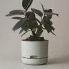 THE PLANT SOCIETY Medium Planters Self Watering Planter 250mm By Mr Kitly