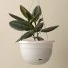 THE PLANT SOCIETY Self Watering Hanging Planter By Mr Kitly