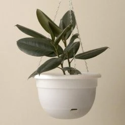 THE PLANT SOCIETY Self Watering Hanging Planter By Mr Kitly
