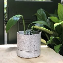 THE PLANT SOCIETY Dragon Tail Plant (Epipremnum Pinnatum) Easy Care Plants