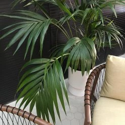 THE PLANT SOCIETY Large Palm Springs Planter By Lightly