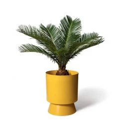 THE PLANT SOCIETY Large Palm Springs Planter By Lightly