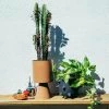 THE PLANT SOCIETY Medium Palm Springs Planter By Lightly Metal Planters