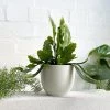THE PLANT SOCIETY Dido Planter By Papaya Medium Planters