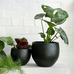 THE PLANT SOCIETY Maui Planter By Papaya Medium Planters