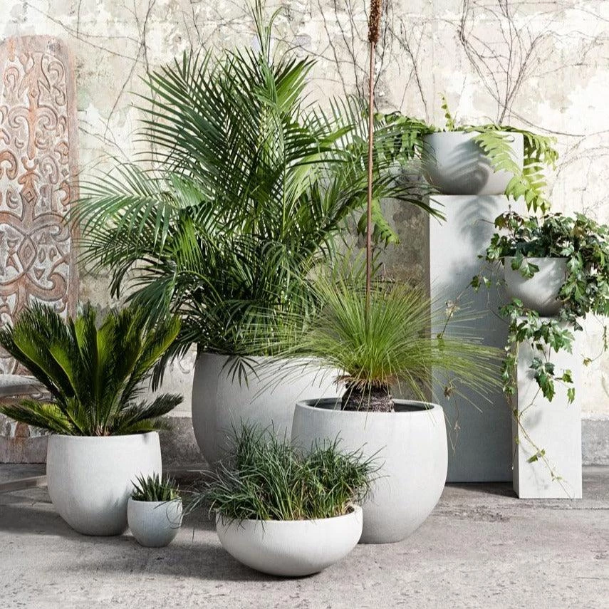 THE PLANT SOCIETY Pedra Planter By Papaya 4 THE PLANT SOCIETY Pedra Planter By Papaya