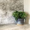 THE PLANT SOCIETY Peperomia Jade (Peperomia Obtusifolia) Medium Care Plants