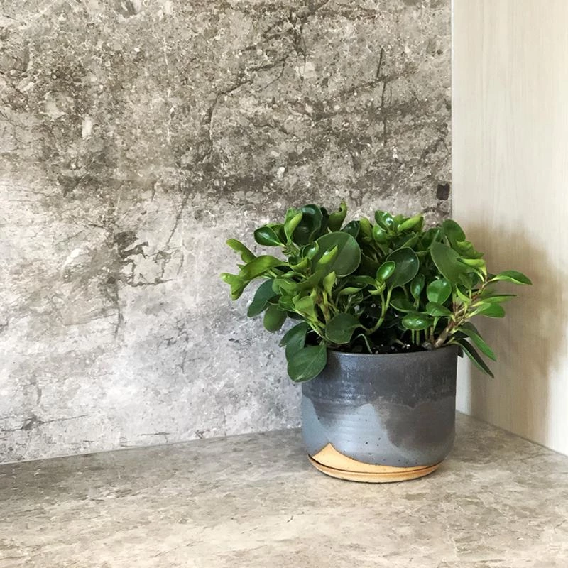 THE PLANT SOCIETY Peperomia Jade (Peperomia Obtusifolia) Medium Care Plants 3 THE PLANT SOCIETY Peperomia Jade (Peperomia Obtusifolia) Medium Care Plants