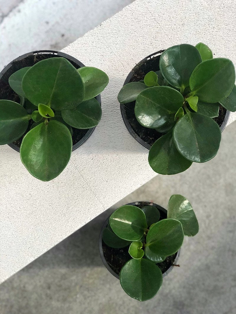 THE PLANT SOCIETY Peperomia Jade (Peperomia Obtusifolia) Medium Care Plants 4 THE PLANT SOCIETY Peperomia Jade (Peperomia Obtusifolia) Medium Care Plants