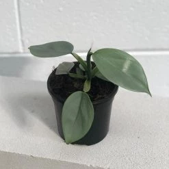 THE PLANT SOCIETY Philodendron Silver Sword (Philodendron Hastatum) Easy Care Plants